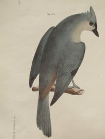 John William Hill (American, 1812?1879) Birds