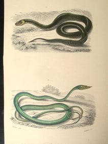 Tropidonotus & Dryinus (Snakes)