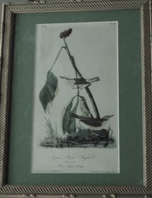 Louisiana Water Thrush - Audubon