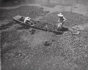 Lot of Samuel Needleman Photographs
