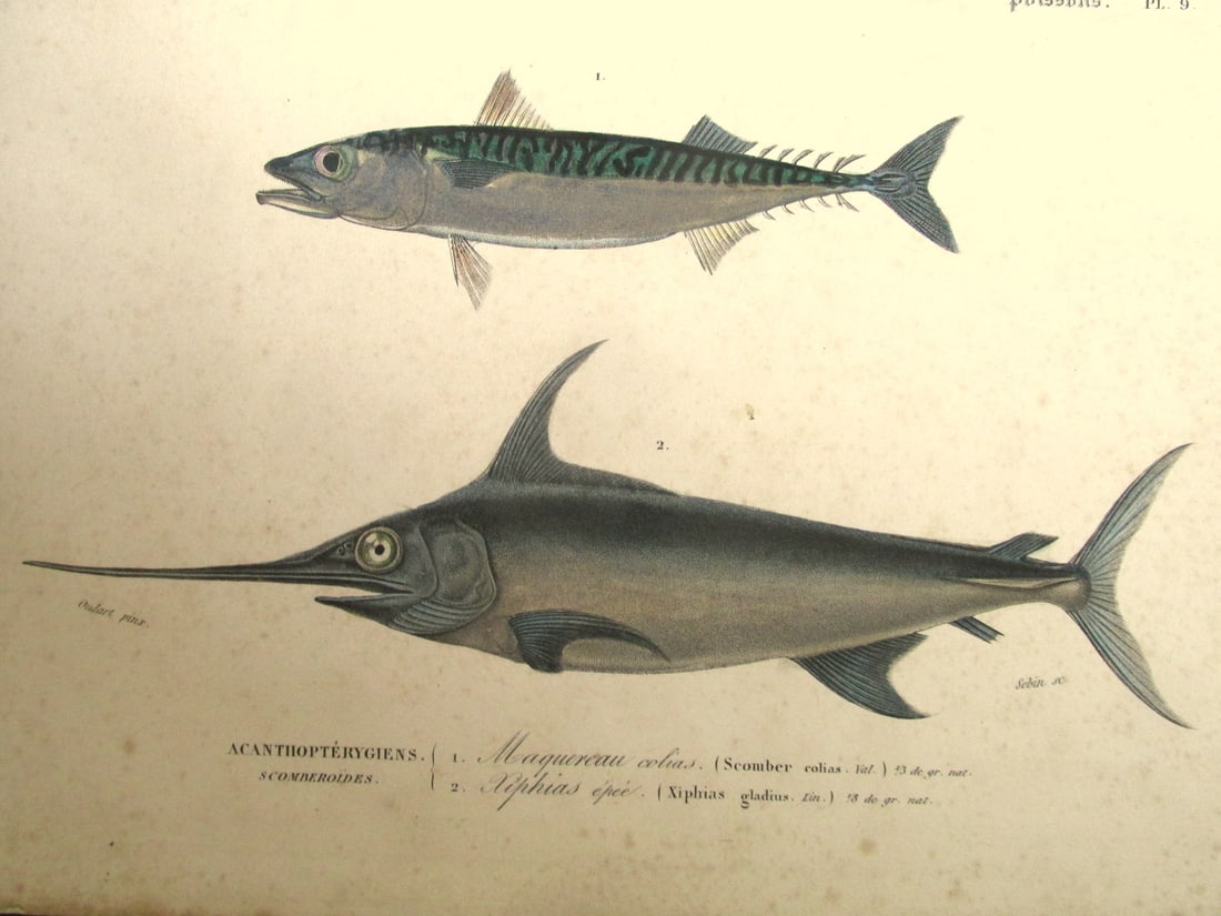 Scomber & Xiphias Gladius (Swordfish): Scomber & Xiphias Gladius (Swordfish) A nicely hand colored engraving. Artist: Oudart, Paul Louis (1796-1850) Print Type: Hand Colored Engraving Date: