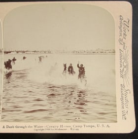 Cavalry Horses - Camp Tampa Florida