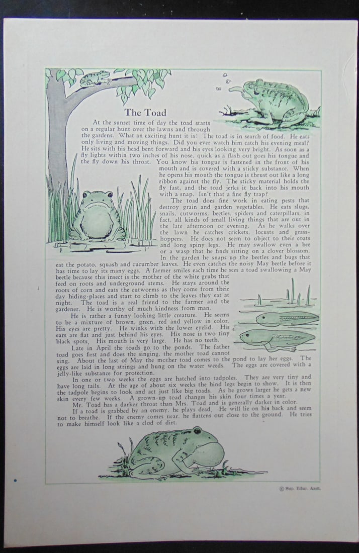 The Toad: The Toad Original teaching card. Text on verso with information. Dated: c 1930 - 1940's Type Teaching Card Size: 8vo Publisher: Superior