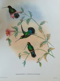 Dorifera Veraguensis - John Gould 1804-1881