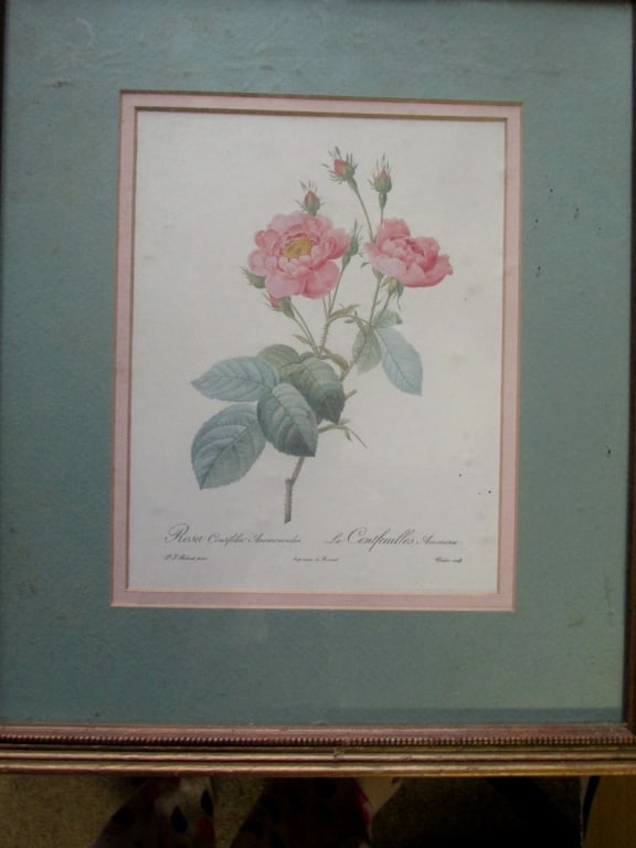 Rosa Centifolia Anemonoides Pierre-Joseph Redoute (1 of 2)