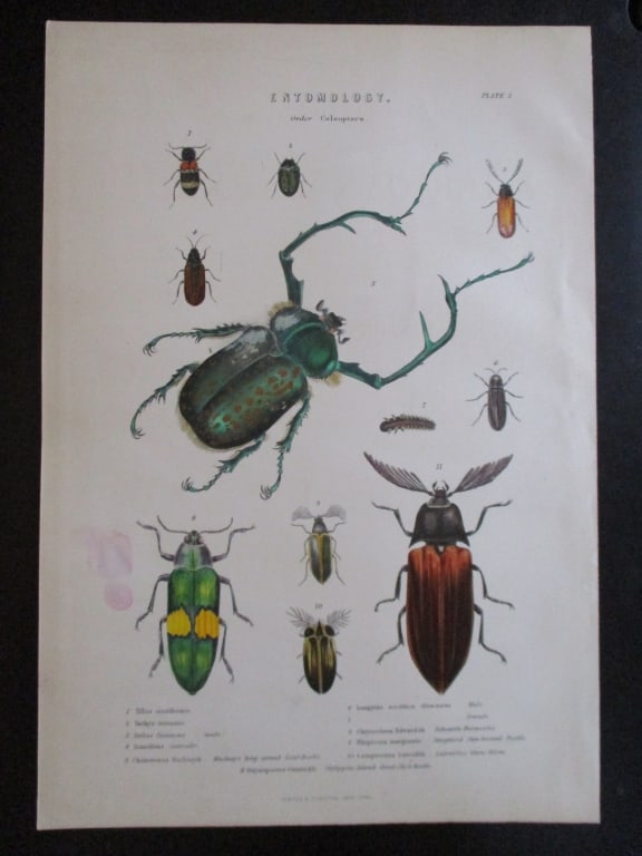 Entomology Beetles Natural History Hand Colored (1 of 1)