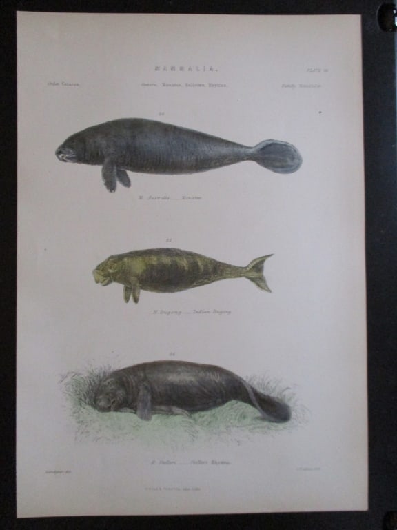 Manatee - Natural History Hand Colored Engraving (1 of 1)