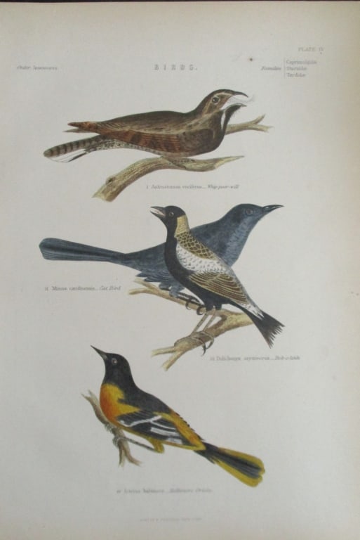 Whip-poor Will - Oriole Hand Colored Engraving (1 of 4)