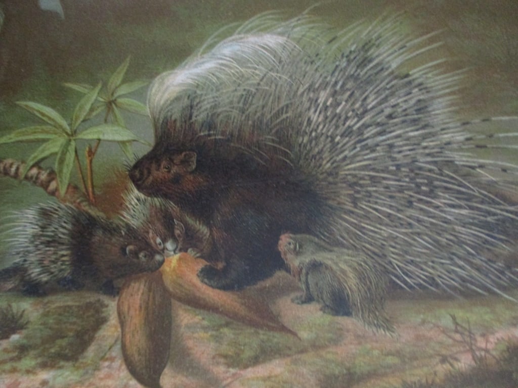 Porcupine - Louis Prang Chromolithograph (1 of 2)