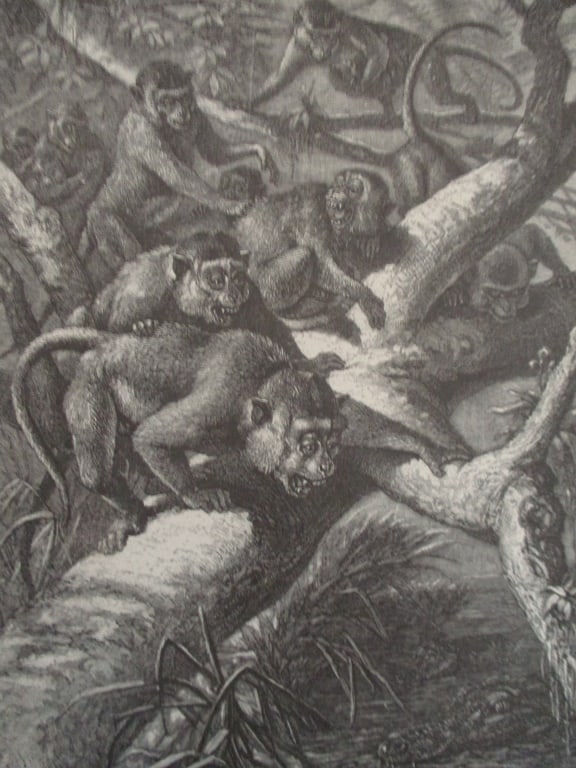 Kra or Dog Like Macaque - 19th Century (1 of 2)