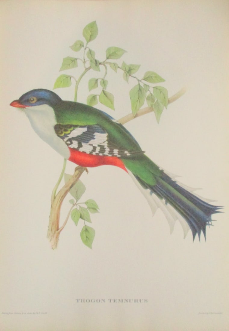 Trogon Temnurus - John Gould 1804-1881 (1 of 4)