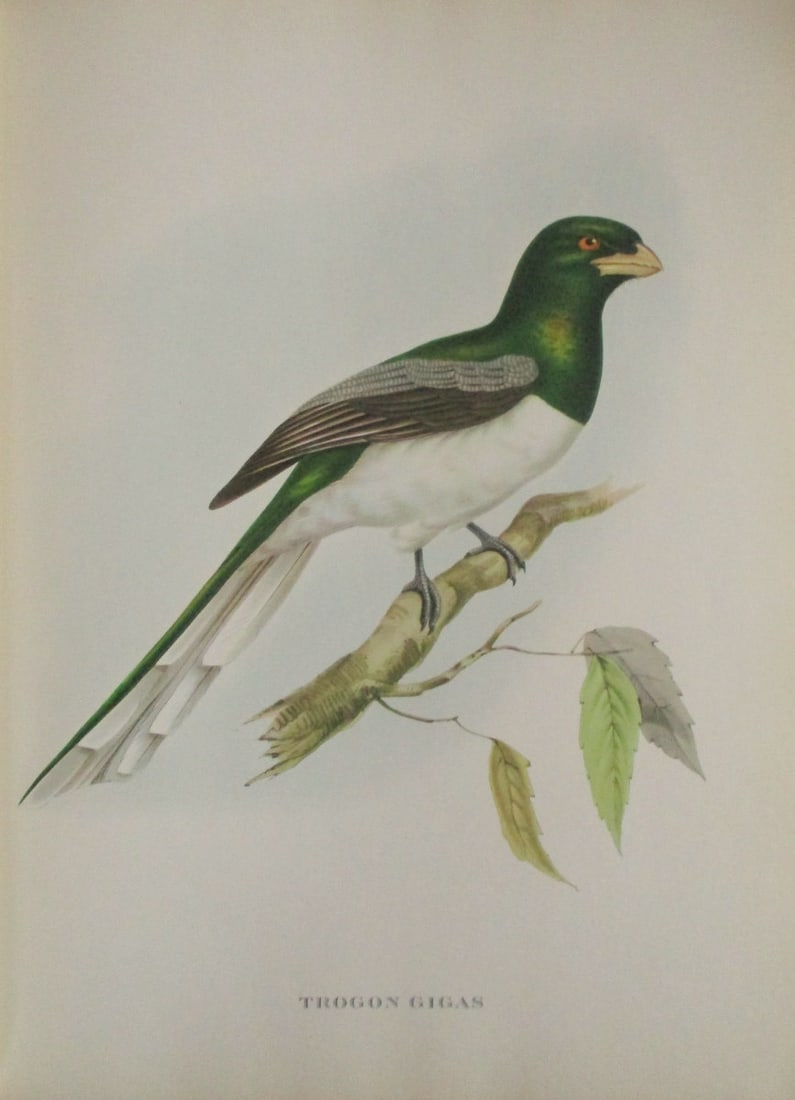 Trogon Gigas - John Gould 1804-1881 (1 of 1)