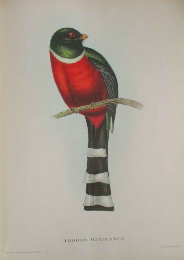 Trogon Mexicanus - John Gould 1804-1881 (1 of 4)