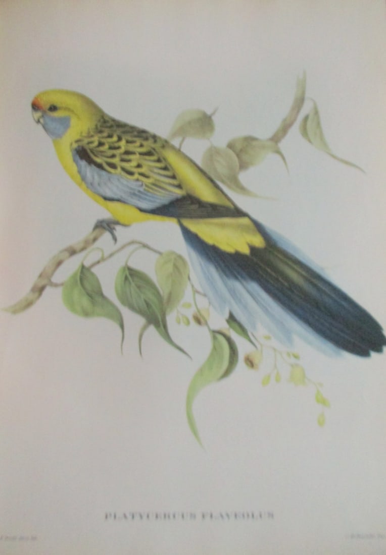 Platcercus Flaveolus - John Gould 1804-1881 (1 of 4)