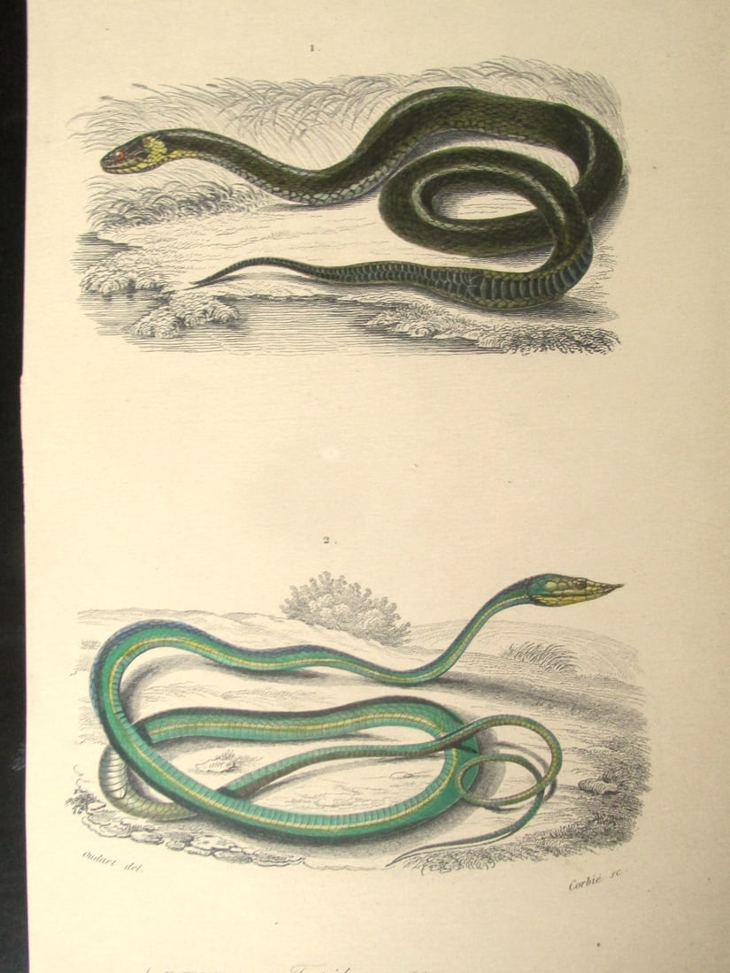 Tropidonotus & Dryinus (Snakes) (1 of 3)