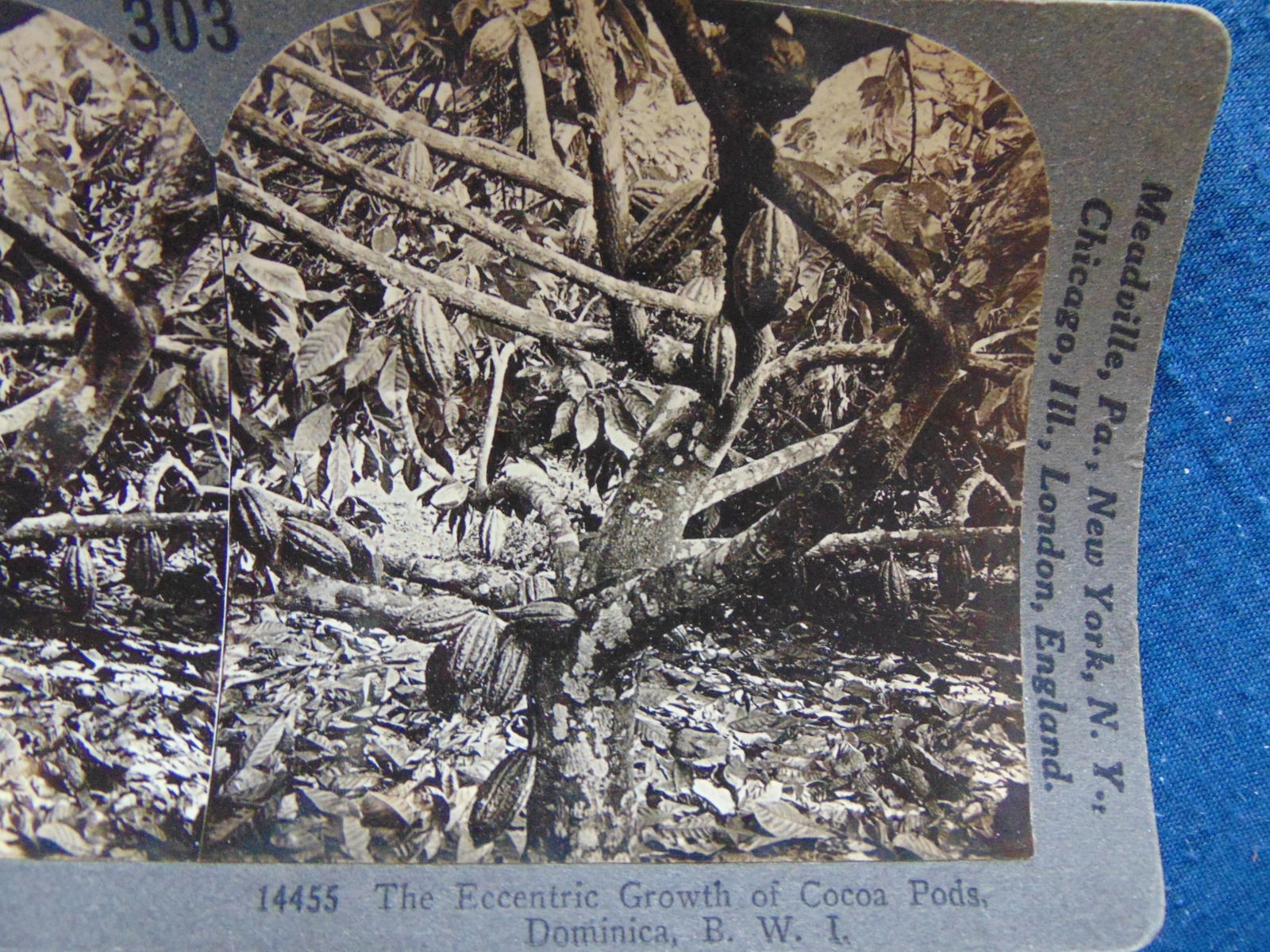 Cocoa Pods On Trees Dominica BWI: Cocoa Pods On Trees Dominica BWI British West Indies Medium: Stereoview Condition Report Very Good Subject References: Stereoviews ? Stereocard Stereo Card
