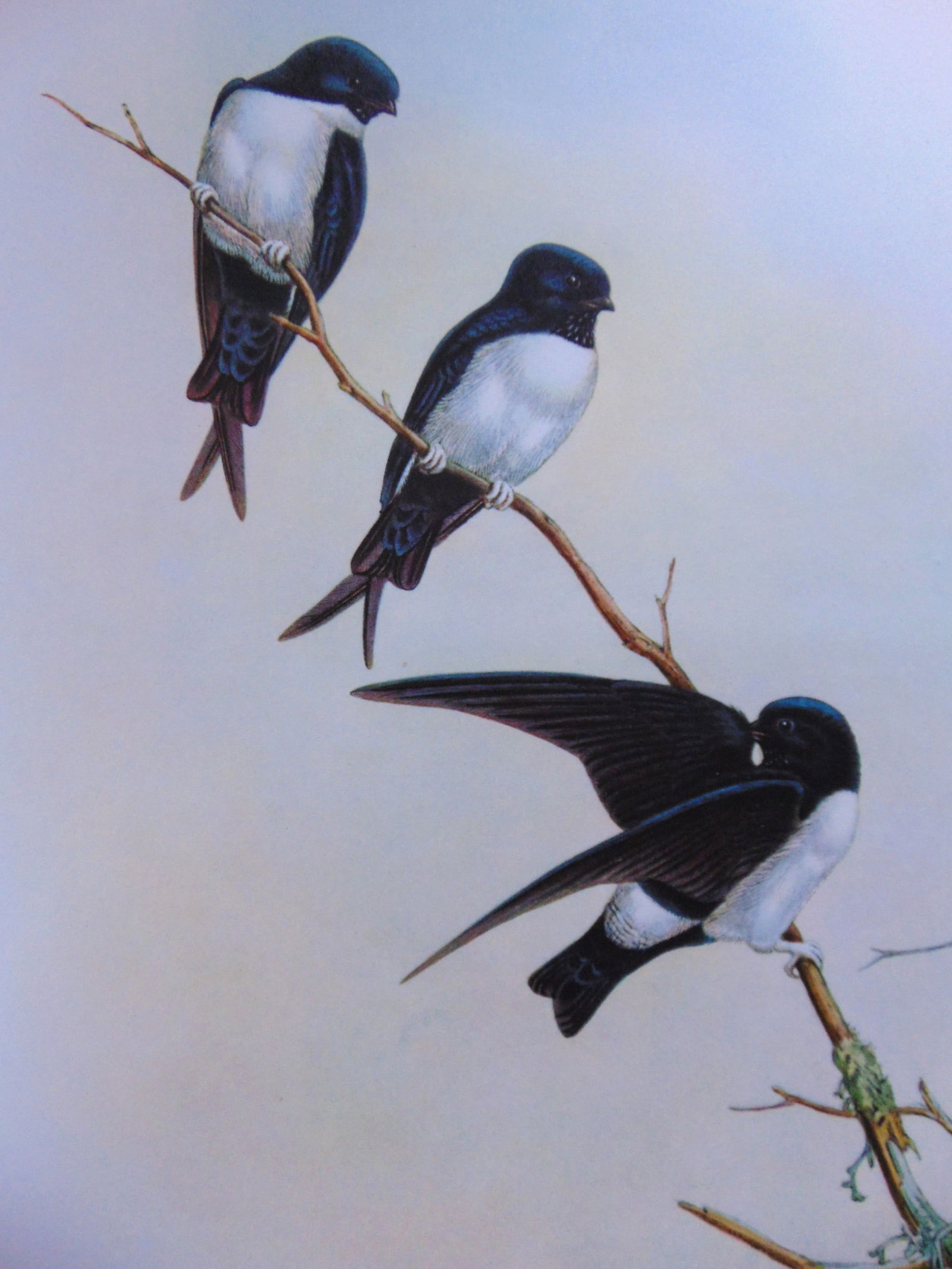 Delichon Nipalensis - John Gould 1804-1881: Delichon Nipalensis Artist: After John Gould 1804-1881 Print Type: Halftone Dimensions: 16 x 12" Subject: Tropical Birds Condition Report: Very Good Subject References: John Gould Tropical Bird