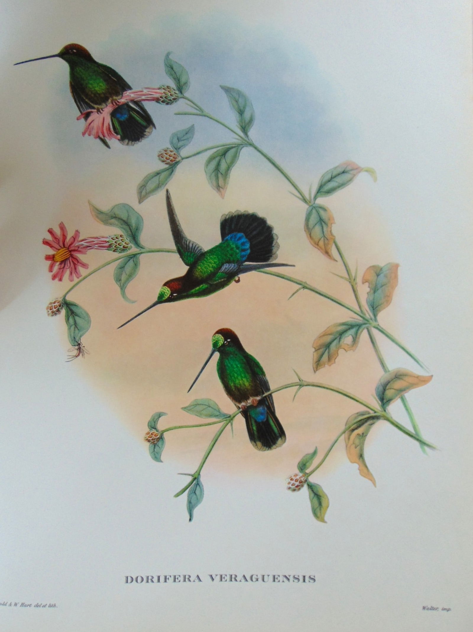 Dorifera Veraguensis - John Gould 1804-1881: Dorifera Veraguensis Artist: After John Gould 1804-1881 Print Type: Halftone Dimensions: 16 x 12" Subject: Tropical Birds Condition Report: Very Good Subject References: John Gould Tropical Bird