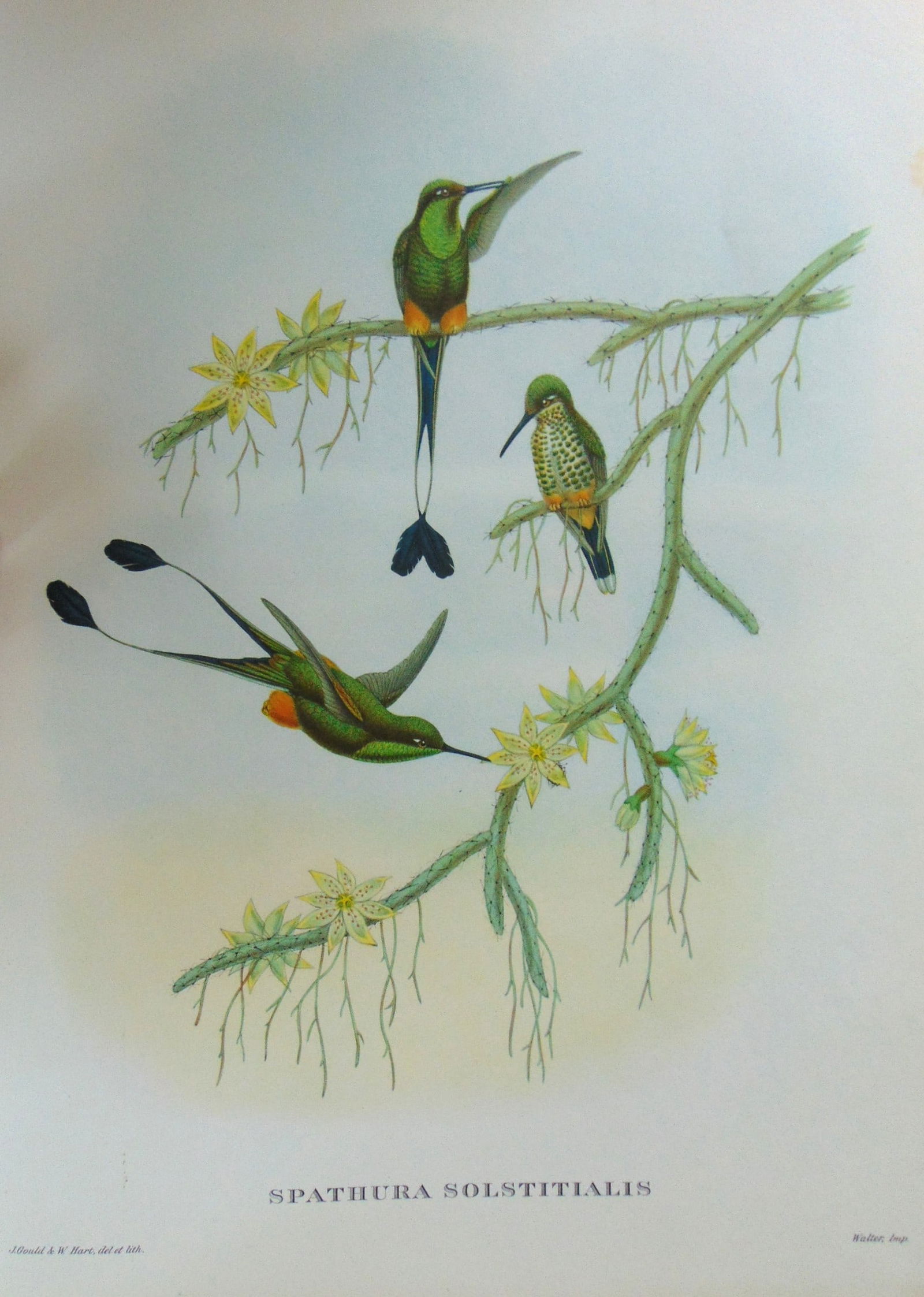 Spathura Solstitialis - John Gould 1804-1881: Dorifera Veraguensis Artist: After John Gould 1804-1881 Print Type: Halftone Dimensions: 16 x 12" Subject: Tropical Birds Condition Report: Very Good Subject References: John Gould Tropical Bird