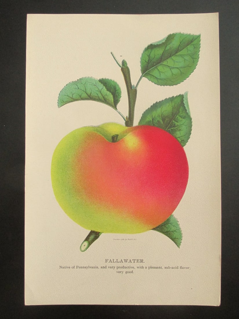 Fallawater Apples - Stecher Lithograph Company: Fallawater Apples - Stecher Lithograph Company Stecher did some of the best colored fruit plates of the 19th/20th century. Print Type: Chromolithograph Date: 19th/Early 20th Century Publisher: