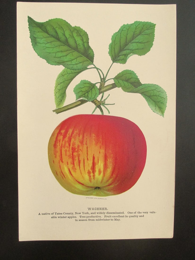 Wagener Apples - Stecher Lithograph Company: Wagener Apples - Stecher Lithograph Company Stecher did some of the best colored fruit plates of the 19th/20th century. In 1791, a man named George Wheeler planted some seeds in his orchard in