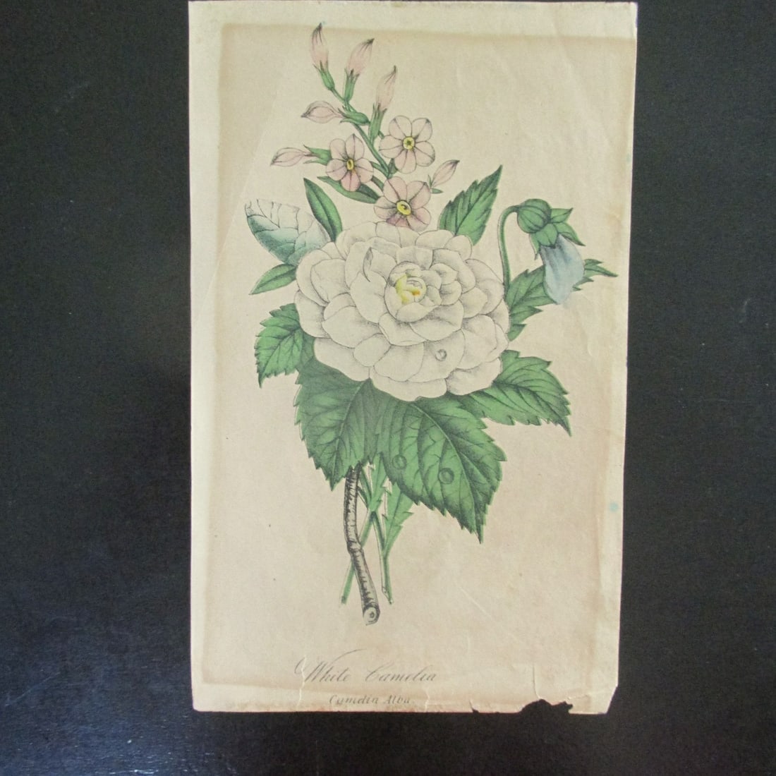 White Camelia (Camelia Albu): White Camelia (Camelia Albu) Hand colored. Date: Circa 1840 - 1860 Dimensions: 7 3/4 x 4 1/2" Condition Report: Some unequal toning. Small chips and tears along bottom edge. Good plus. Subject