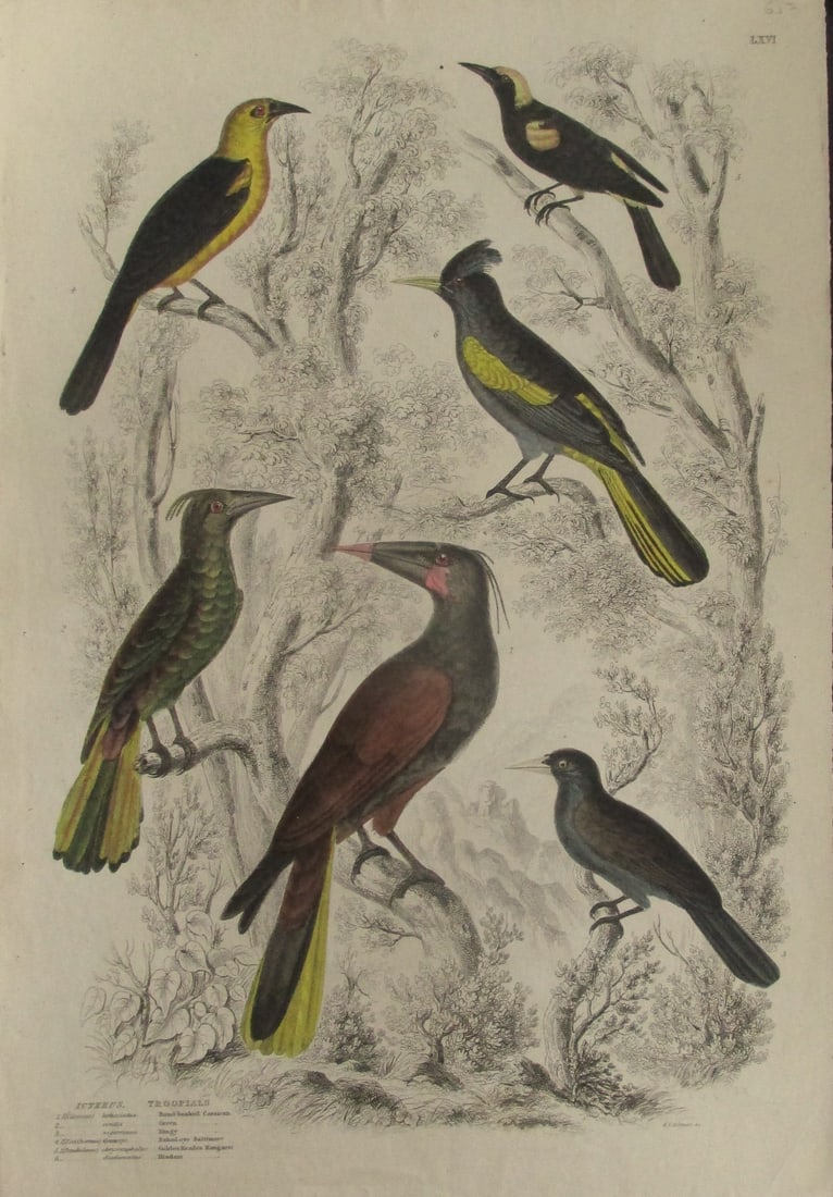Icterus - Troopials - Fine Bird Engraving (1 of 9)