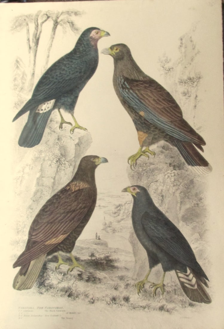 Caracaras - Fine Bird Engraving (1 of 9)
