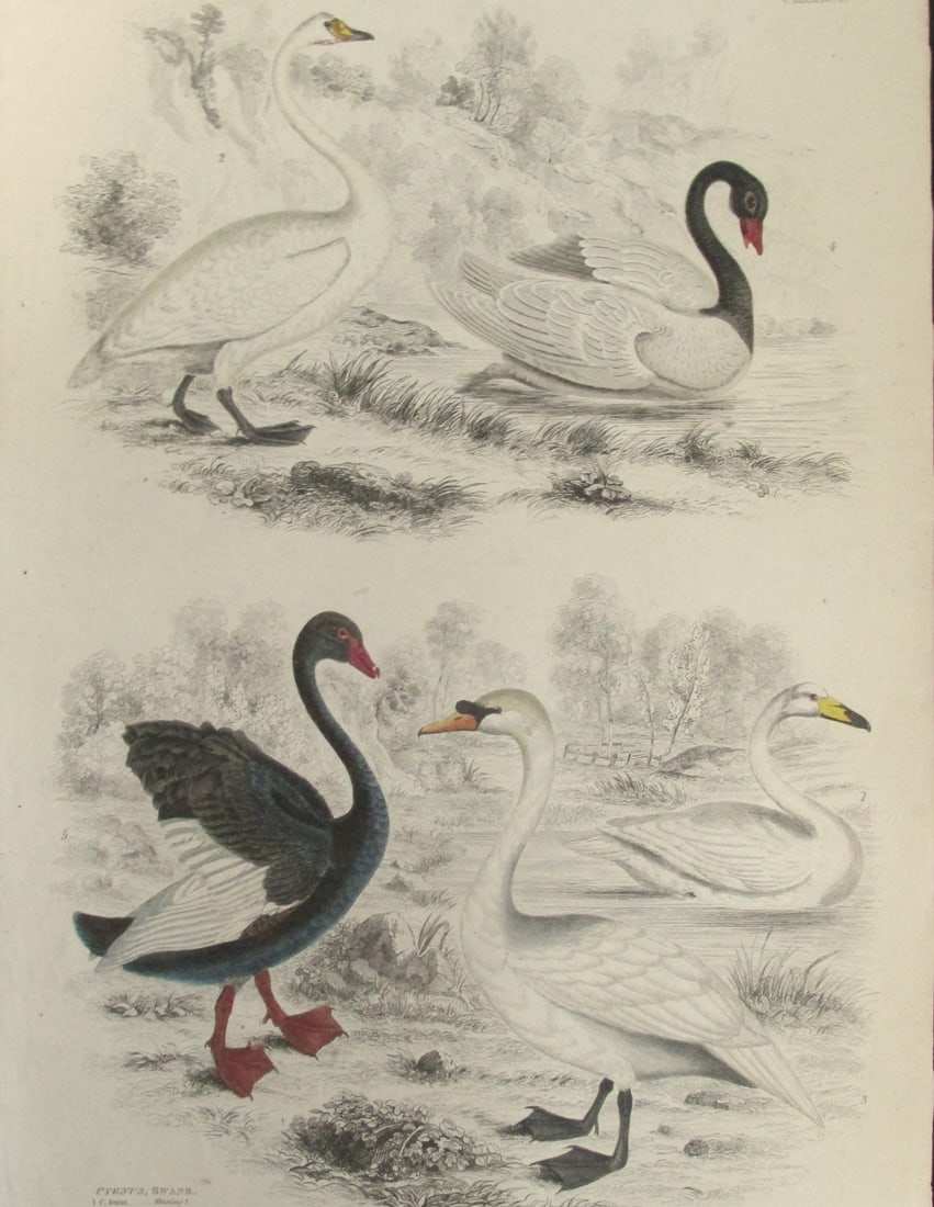 Swans - Capt. Thomas Brown 1785 - 1862: Cygnus - Swans From Illustrations of the American Ornithology of Alexander Wilson and Charles Lucien Bonaparte. Beautifully Hand Colored. Extremely Rare Artist: Capt.