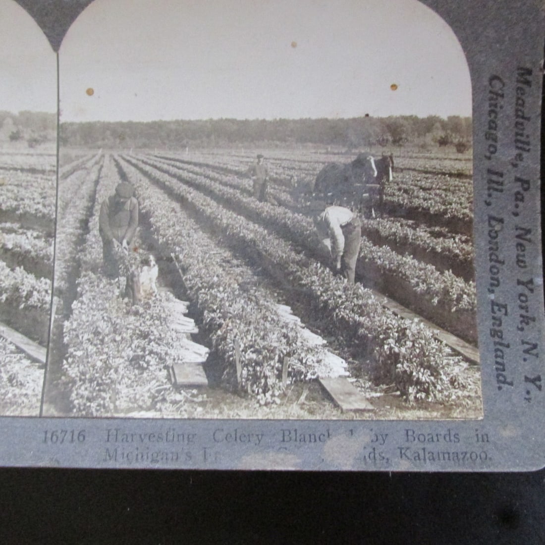 Harvesting Celery, Kalamazoo, MI: Harvesting Celery, Kalamazoo, MI Photographer: Keystone Dated: Circa1910 Medium: Stereoview Condition Report Minor rubbing of front title. Good plus Subject References: 118F