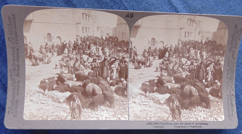 Lambs to Slaughter - Mohammedan Feast Sacrifice (1 of 3)