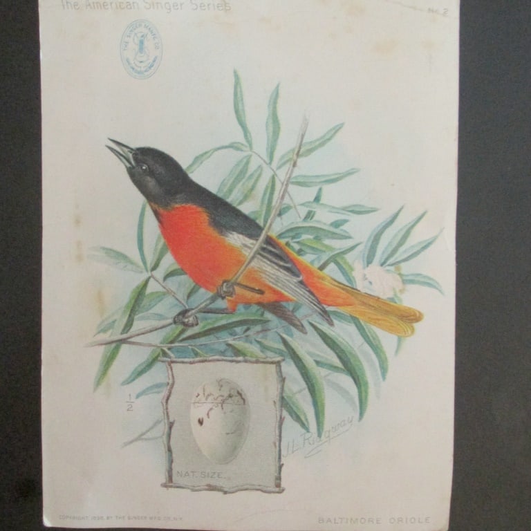Baltimore Oriole - Singer Sewing Trade Card (1 of 2)