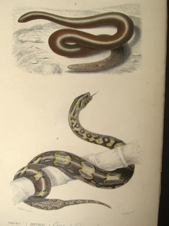 Eryx & Boa (Snakes) (1 of 3)