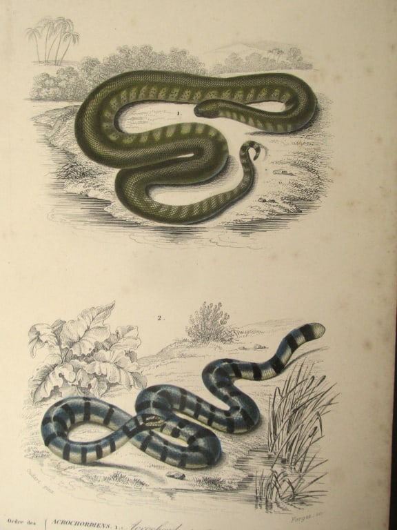 Acrochordus & Platurus (Snakes) (1 of 3)