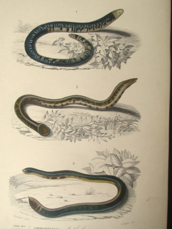 Amphisboena (Snakes) (1 of 3)