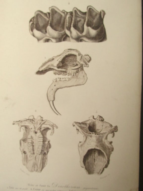 Paleontology - Dinotherium: Paleontology - Dinotherium Rare Artist: Oudart, Paul Louis (1796-1850) Print Type: Engraving Date: Circa 1840's Dimensions: 6 x 10" P