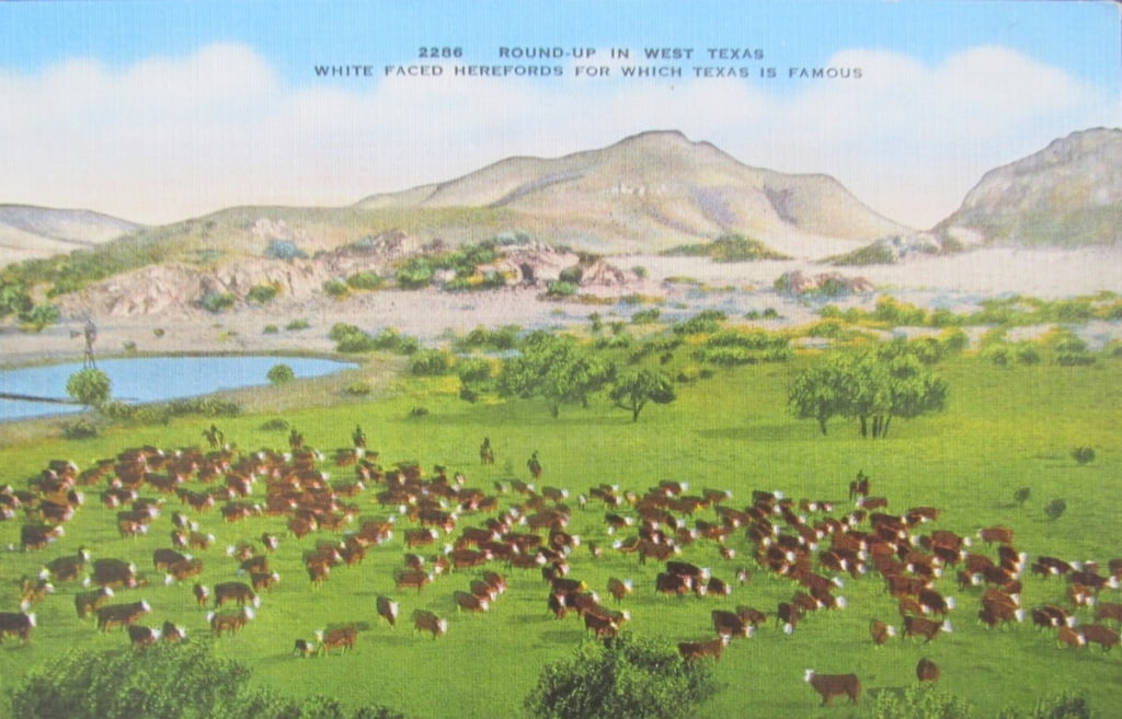 Cattle Round-up in West Texas (1 of 2)