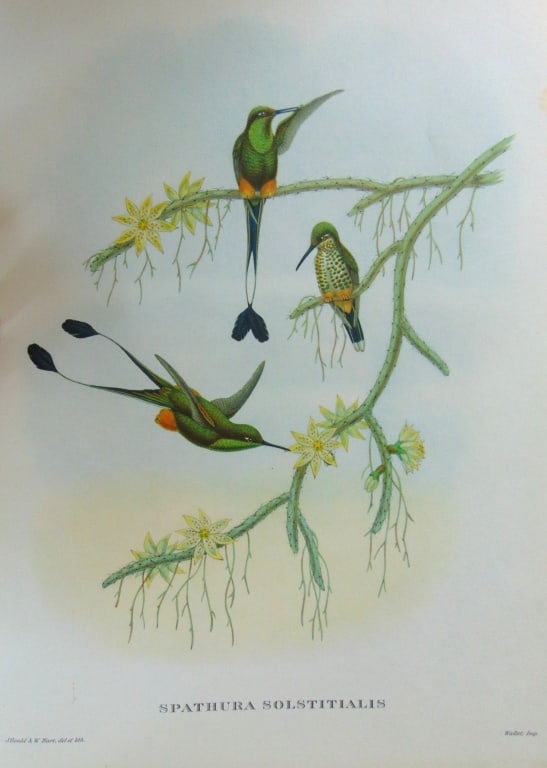 Spathura Solstitialis - John Gould 1804-1881 (1 of 4)