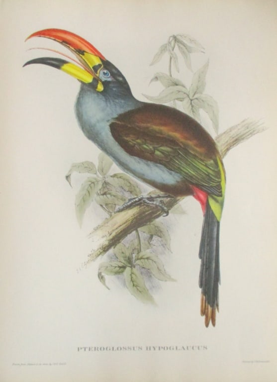 Pteroglossus Hypoglaucus - John Gould 1804-1881 (1 of 4)
