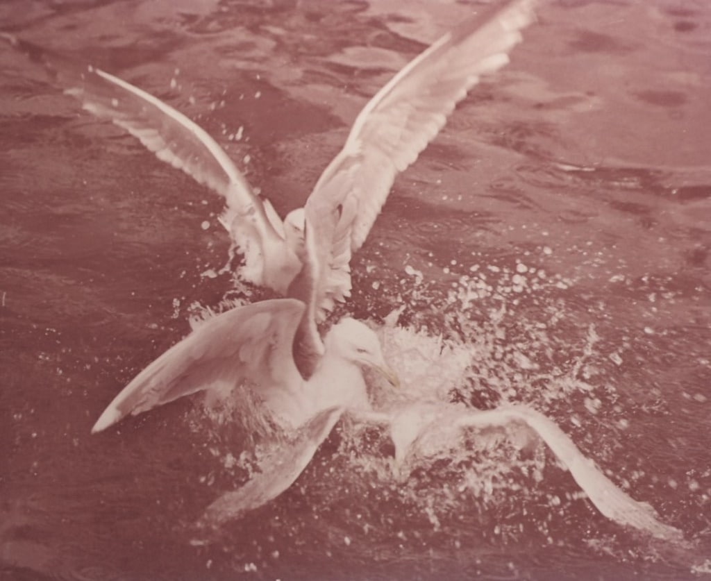 Lot of Samuel Needleman Photographs (1 of 6)