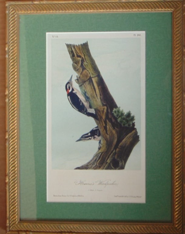 Harris's Woodpecker - Audubon: Harris's Woodpecker) John James Audubon's "Harris's Woodpecker" lithograph, plate 261 from his "Birds of America," portrays the vibrant beauty of this woodpecker species. A male and female Harris's Wo