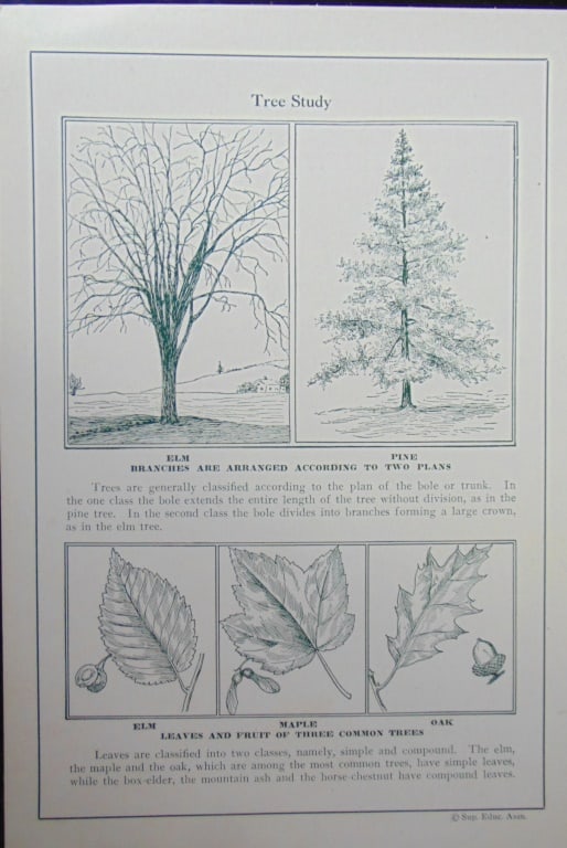 Tree Study (1 of 1)