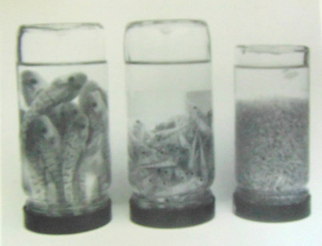 3 Stages of the Tomcod Collected: 3 Stages of the Tomcod Collected at the 125th Street Sewer Outflow. Plate 19 Photographer: Wendy Holmes Dated: 1970's Subject: Hudson River Valley<