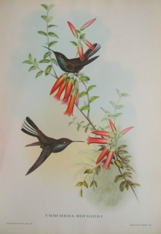 ieri - John Gould 1804-1881: Urochroa Bougieri Artist: After John Gould 1804-1881 Print Type: Halftone Dimensions: 16 x 12" Subject: Tropical Birds Condition Repo