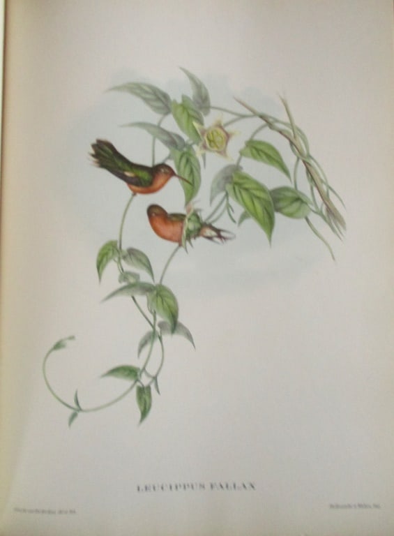 Leucippus Fallax - John Gould 1804-1881: Leucippus Fallax Artist: After John Gould 1804-1881 Print Type: Halftone Dimensions: 16 x 12" Subject: Tropical Birds Condition Repor