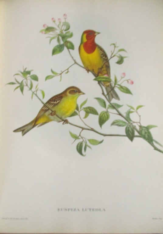 Euspiza Luteola - John Gould 1804-1881: Euspiza Luteola Artist: After John Gould 1804-1881 Print Type: Halftone Dimensions: 16 x 12" Subject: Tropical Birds Condition Report