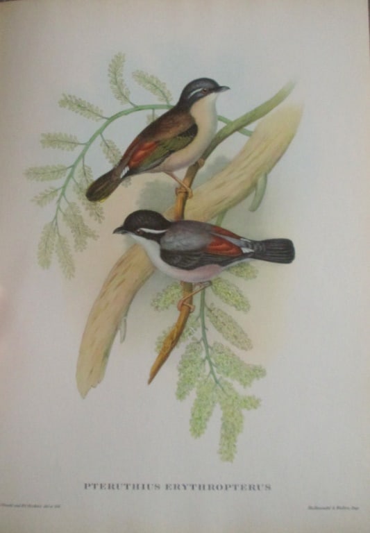 Pteruthius Erythropterus - John Gould 1804-1881: Pteruthius Erythropterus Artist: After John Gould 1804-1881 Print Type: Halftone Dimensions: 16 x 12" Subject: Tropical Birds Conditi
