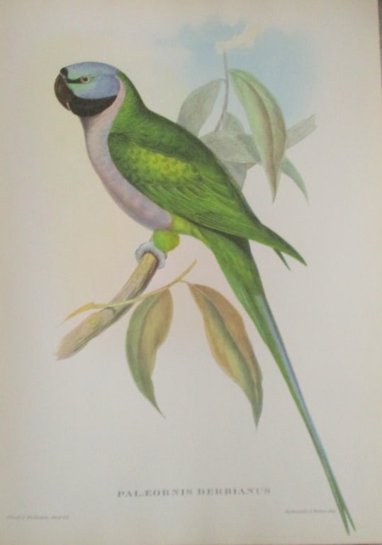 Paleornis Derbianus - John Gould 1804-1881: Palaeornis Derbianus Artist: After John Gould 1804-1881 Print Type: Halftone Dimensions: 16 x 12" Subject: Tropical Birds Condition R