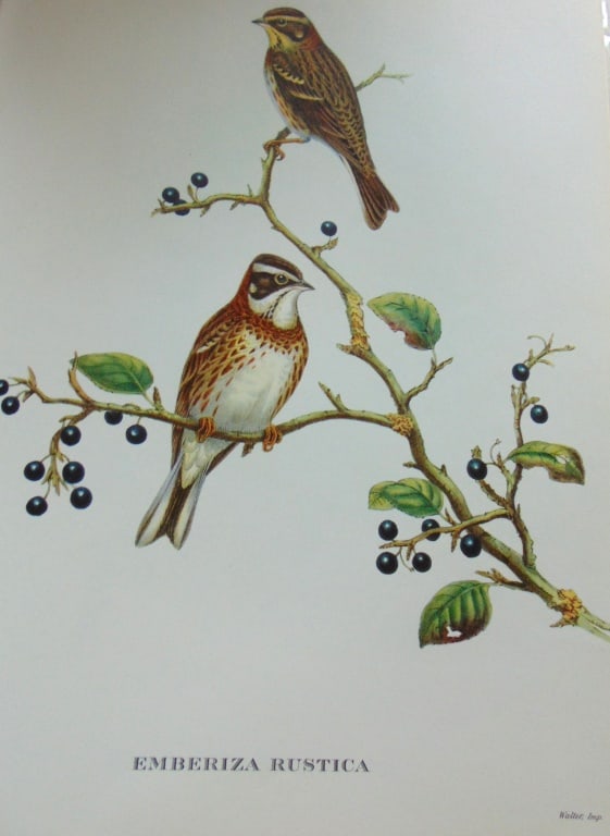 Emberiza Rustica - John Gould 1804-1881: Emberiza Rustica Artist: After John Gould 1804-1881 Print Type: Halftone Dimensions: 16 x 12" Subject: Tropical Birds Condition Repor