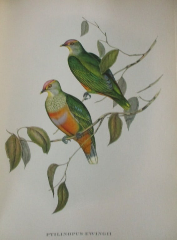 Ptilinopus Ewingii - John Gould 1804-1881: Ptilinopus Ewingii Artist: After John Gould 1804-1881 Print Type: Halftone Dimensions: 16 x 12" Subject: Tropical Birds Condition Rep